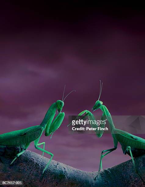 african praying mantis (sphodro- mantis viridis) (enhancement) - african praying mantis stock pictures, royalty-free photos & images