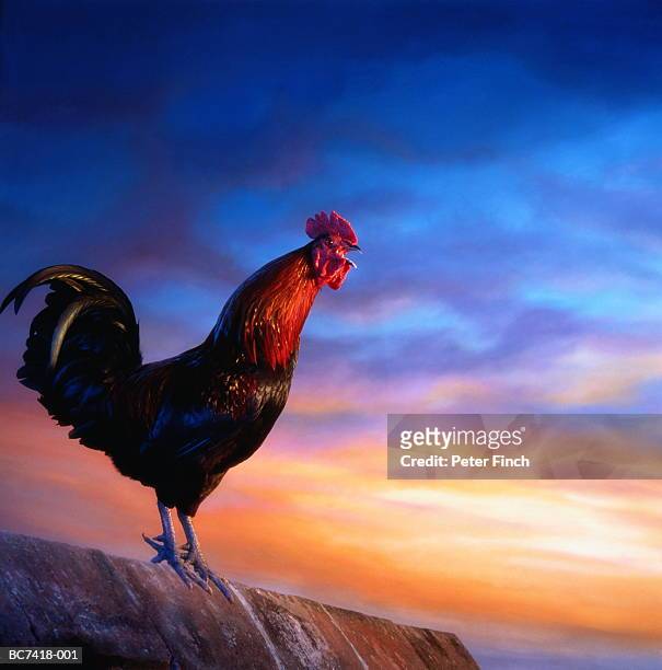 welsummer cockerel crowing at sunrise - オスのひな鳥 ストックフォトと画像