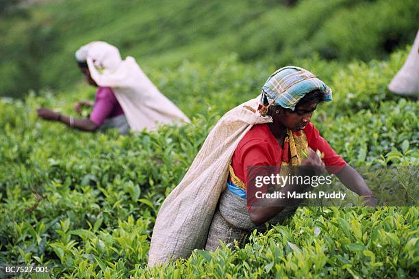 sri lanka, tea-pickers at work on plantation - sri lanka and tea plantation photos et images de collection