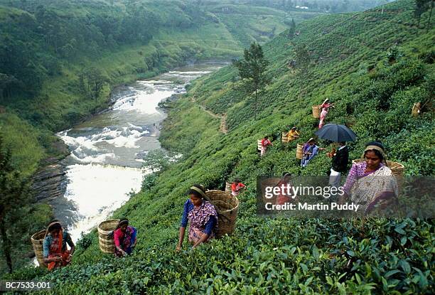 sri lanka, tea-pickers working above waterfall - sri lanka and tea plantation photos et images de collection