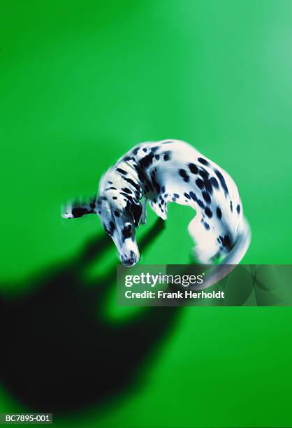 dalmatian chasing tail, overhead view (digital enhancement) - im kreis drehen stock-fotos und bilder