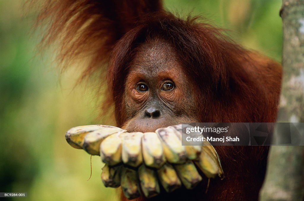 Female orang-utan (Pongo pygmaeus) holding bunch of bananas in mouth