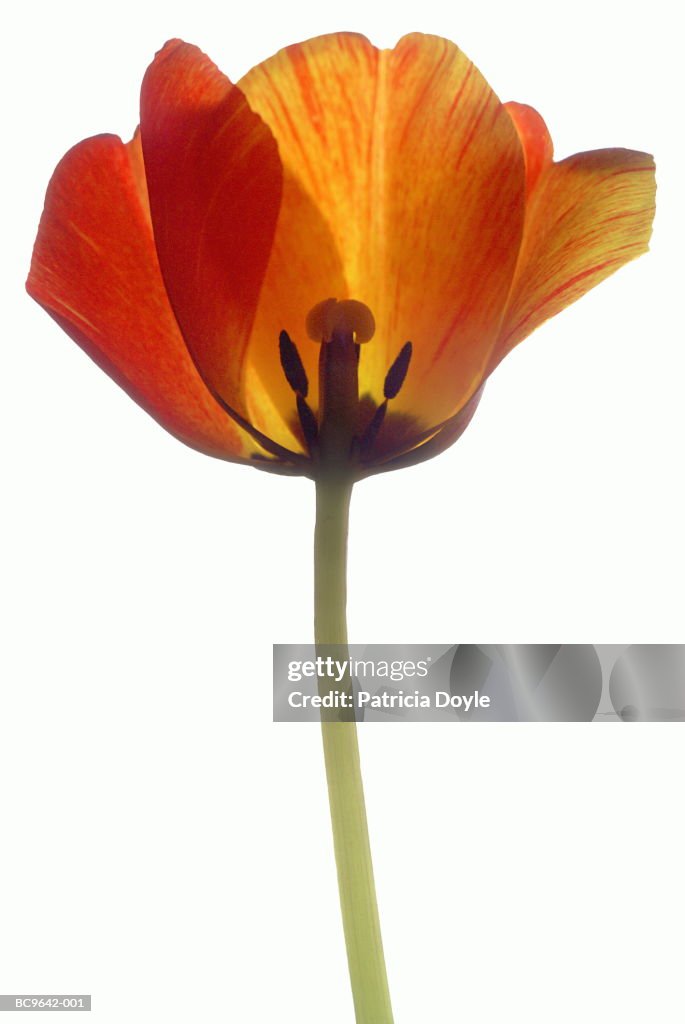'Gudoshnik' tulip (Tulipa sp.), close-up