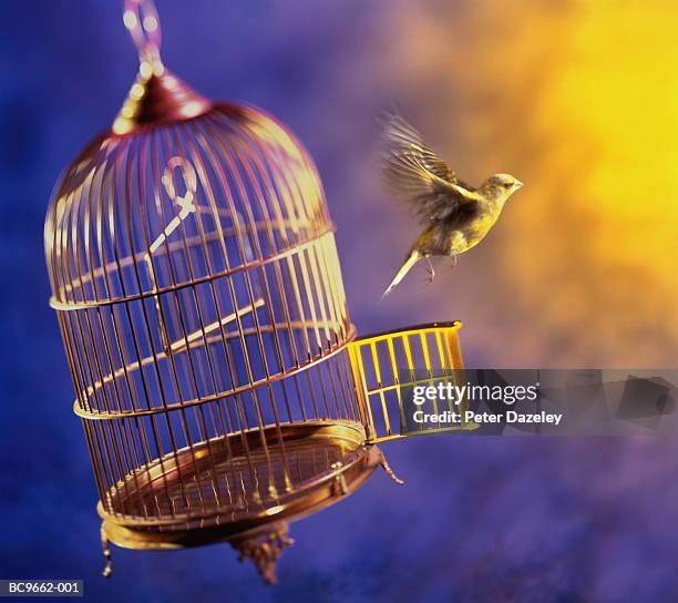 bird escaping from cage (digital composite) - kanariefågel bildbanksfoton och bilder