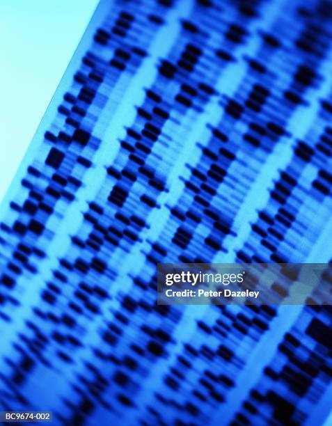 dna sequencing gel, close-up (blue tone) - dna sequence stock pictures, royalty-free photos & images
