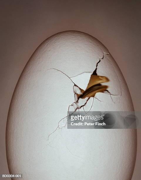 chick's beak breaking through eggshell (digital enhancement) - appearance foto e immagini stock