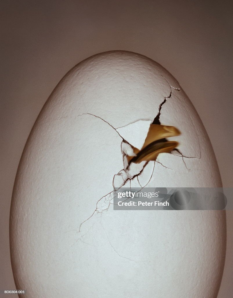 Chick's beak breaking through eggshell (Digital Enhancement)