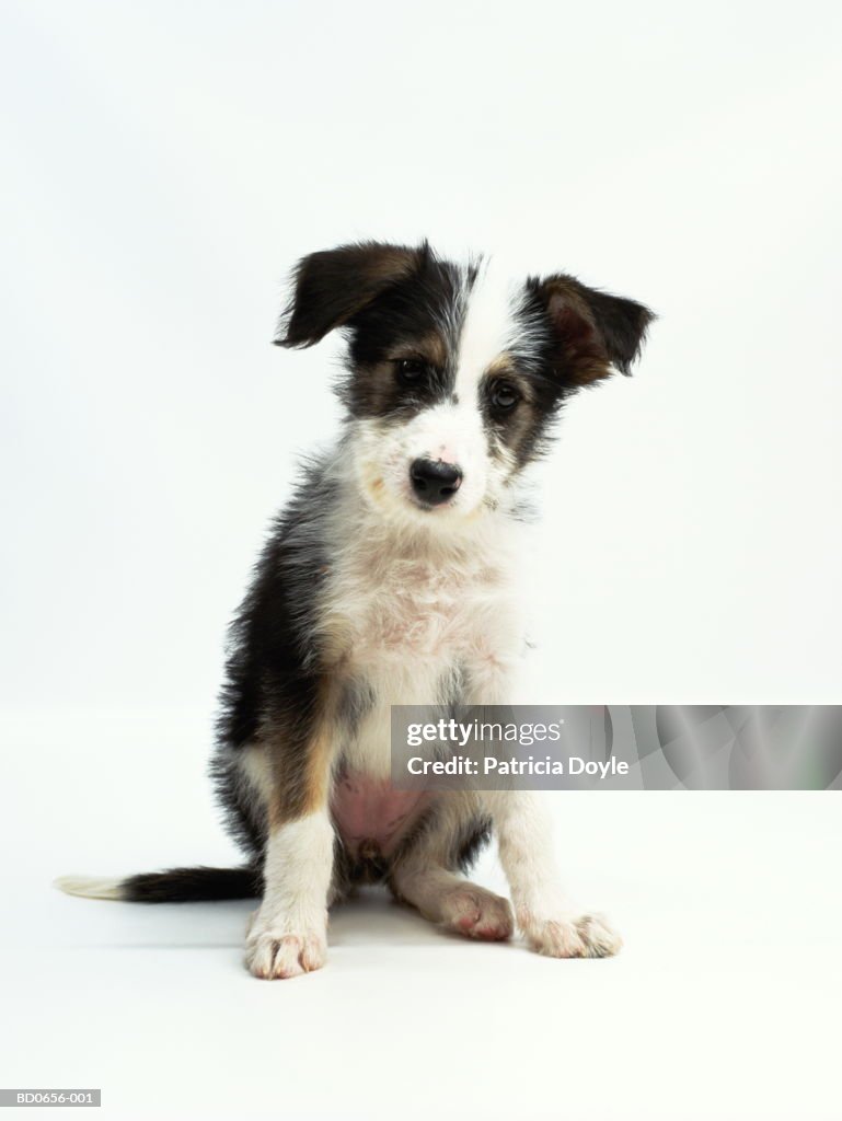 Mixed breed puppy sitting against white background, close-up