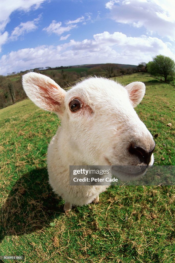 Polled Dorset lamb standing in field, close-up (wide angle)