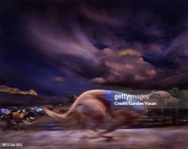 greyhound racing, winner passing post (blurred motion) - greyhound race foto e immagini stock