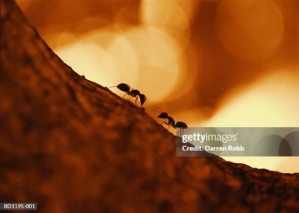 two ants (formicidae) head to head on tree trunk, close-up - ameisen stock-fotos und bilder