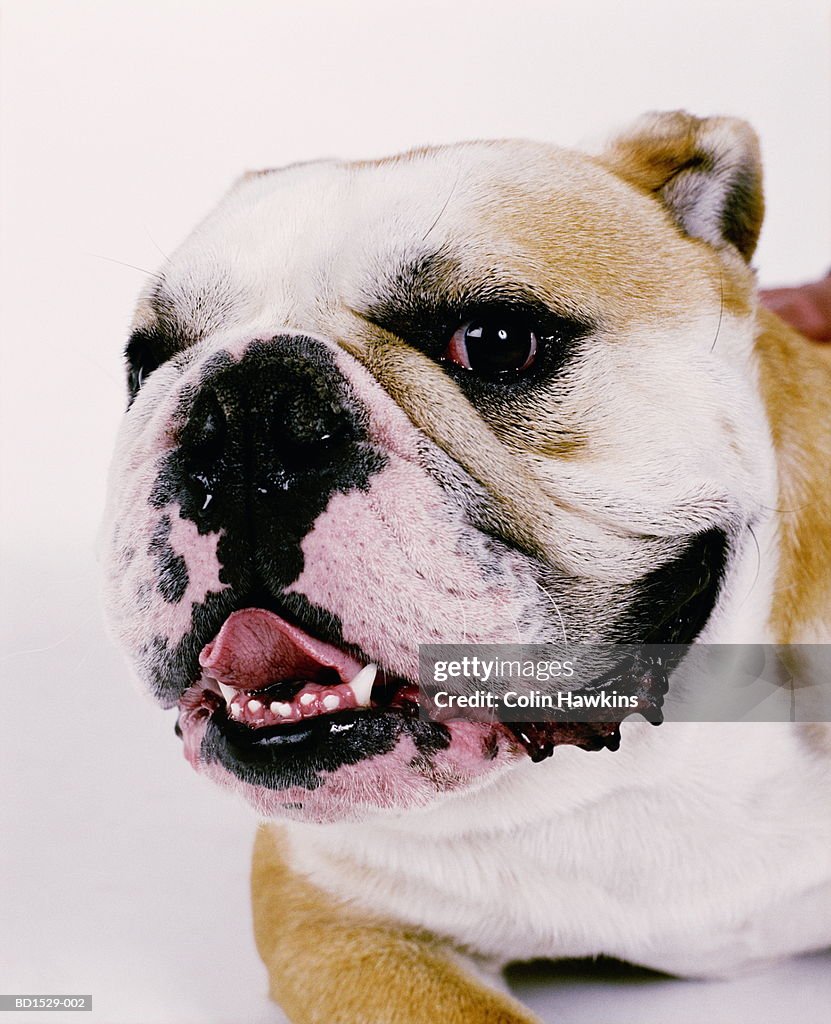 Bulldog against white background, head-shot