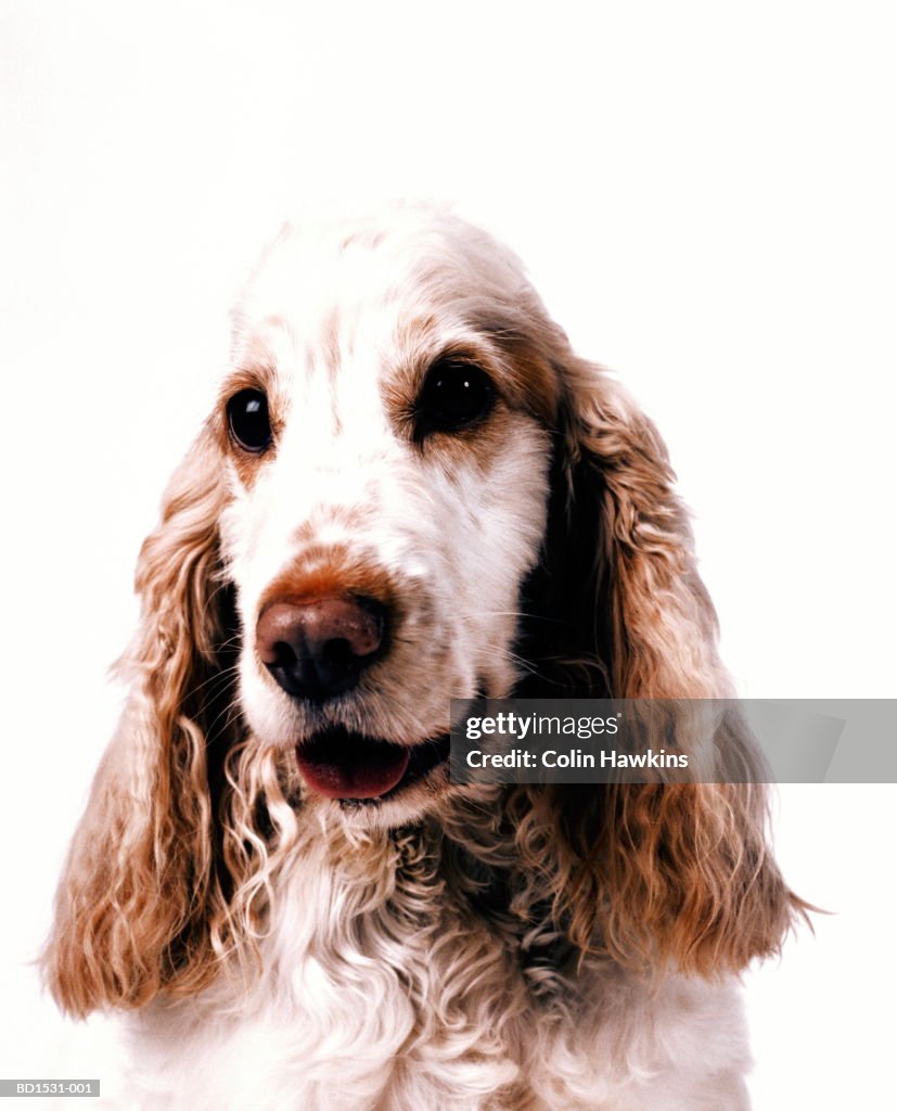 Cocker spaniel against white background, head-shot