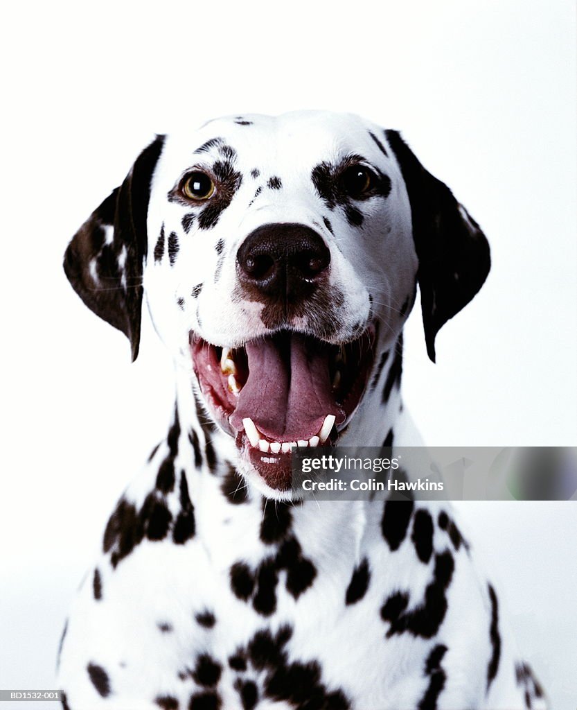 Dalmation, head-shot