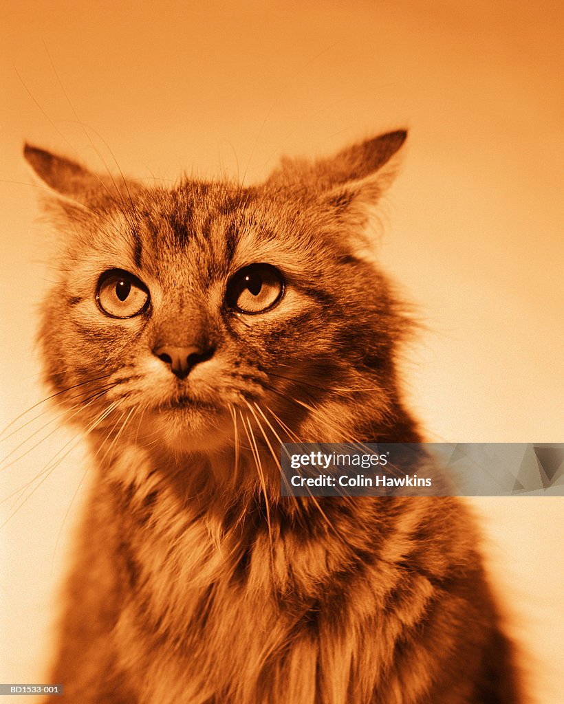 Ginger cat, close-up (toned B&W)