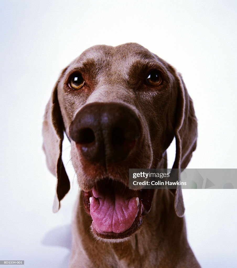 Weimaraner dog against white background, head-shot