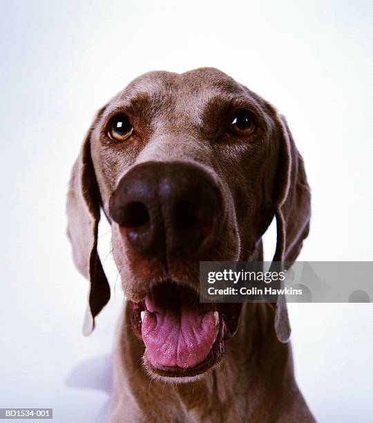 weimaraner dog against white background, head-shot - panting stock pictures, royalty-free photos & images