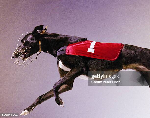 greyhound wearing muzzle and racing colours - ドッグレース ストックフォトと画像