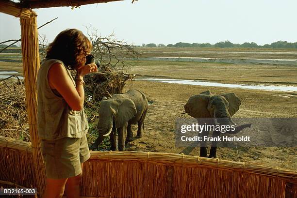 zambia, south luangwa national park, elephant (loxodonta africana) - safari animals stock photos et images de collection