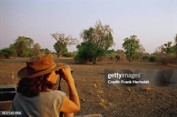 zambia, south luangwa national park, elephant (loxodonta africana) - south luangwa national park stock pictures, royalty-free photos & images