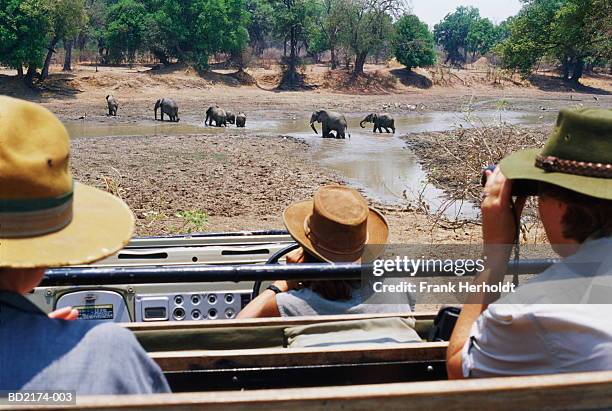 people watching african elephants (loxodonta africana) crossing river - south luangwa national park stock pictures, royalty-free photos & images