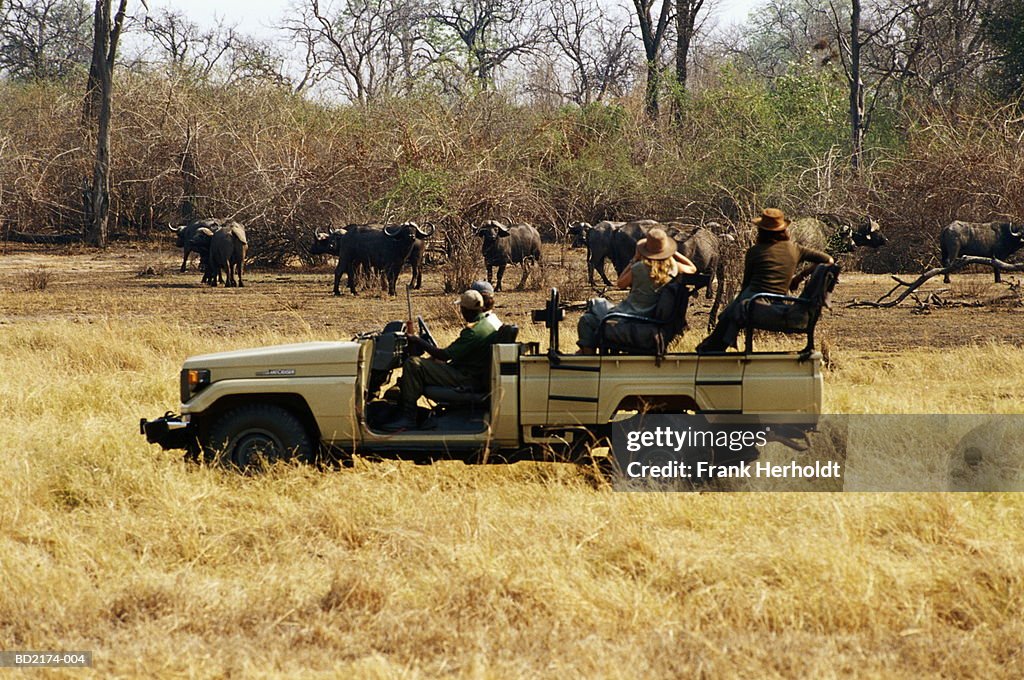 Zambia, South Luangwa National Park, buffalo (Syncerus caffer)