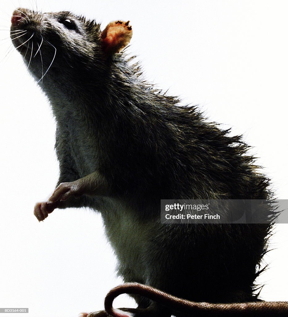 Rat (Rattus sp.), close-up