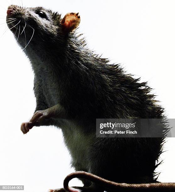 rat (rattus sp.), close-up - domestic animals stock pictures, royalty-free photos & images