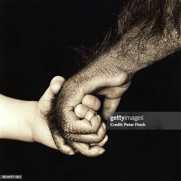 boy (3-5) holding hand of orang-utan (pongo pygmaeus) (b&w) - animal hand stock pictures, royalty-free photos & images