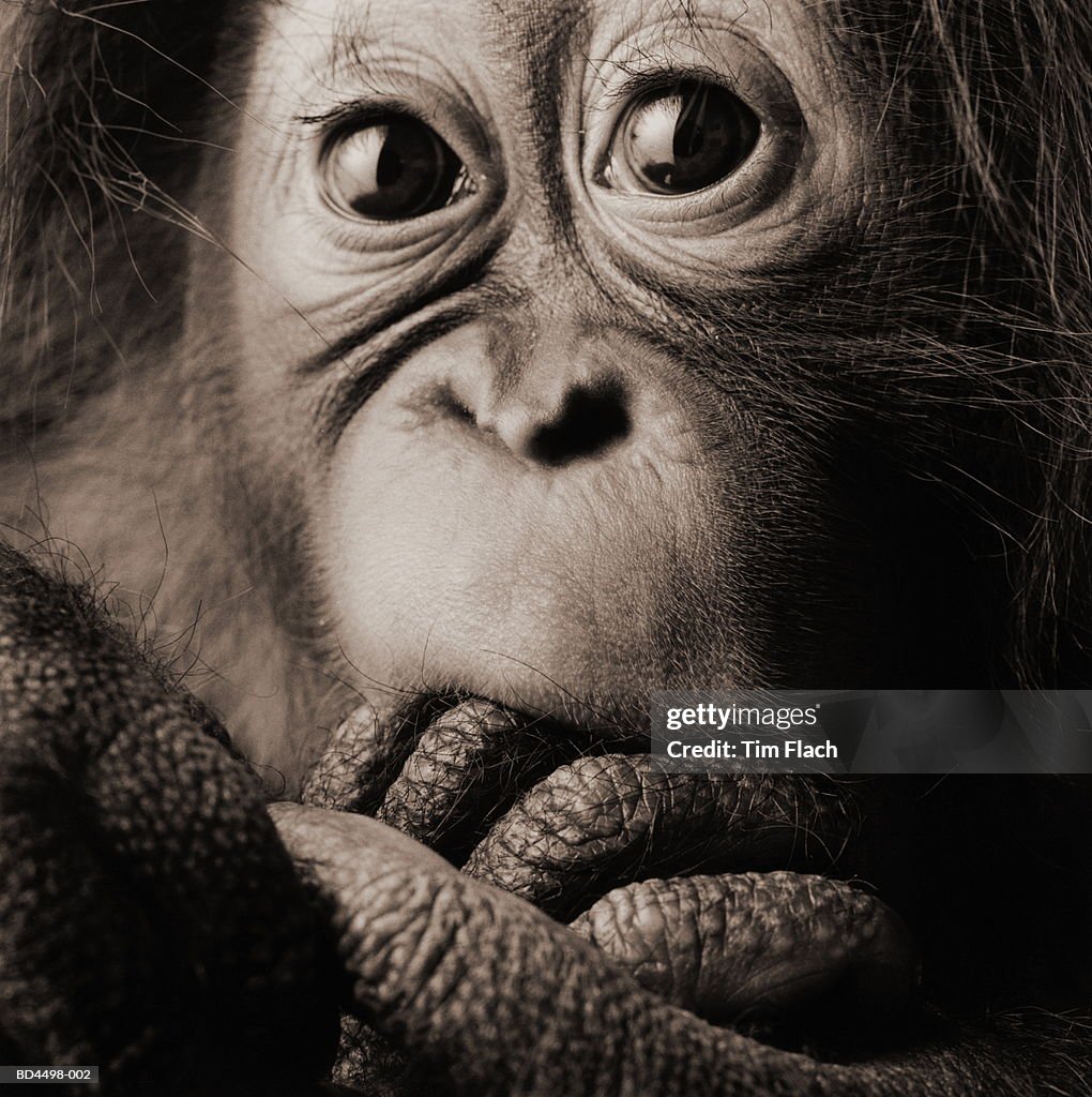 Orang-utan (Pongo pygmaeus) close-up, head-shot (B&W)