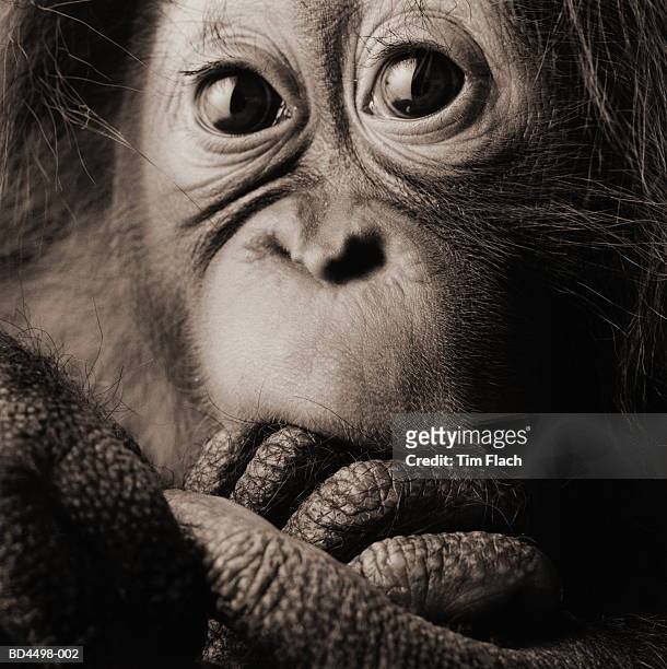 orang-utan (pongo pygmaeus) close-up, head-shot (b&w) - tim flach stock-fotos und bilder