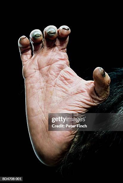 chimpanzee's (pan troglodytes) foot, close-up - animal toe stock pictures, royalty-free photos & images