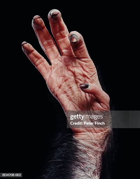 chimpanzee's (pan troglodytes) hand, close-up - chimpanzee stock pictures, royalty-free photos & images
