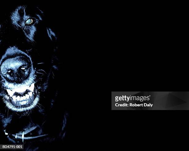 black labrador against dark background, head-shot - dog aggression stock pictures, royalty-free photos & images
