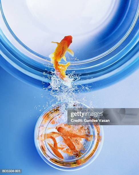 goldfish leaping from overcrowded bowl into bigger bowl (composite) - goldfish stock-fotos und bilder