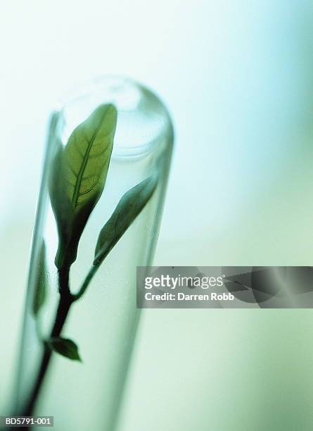 leaves in test tube, close-up - 試験管 ストックフォトと画像