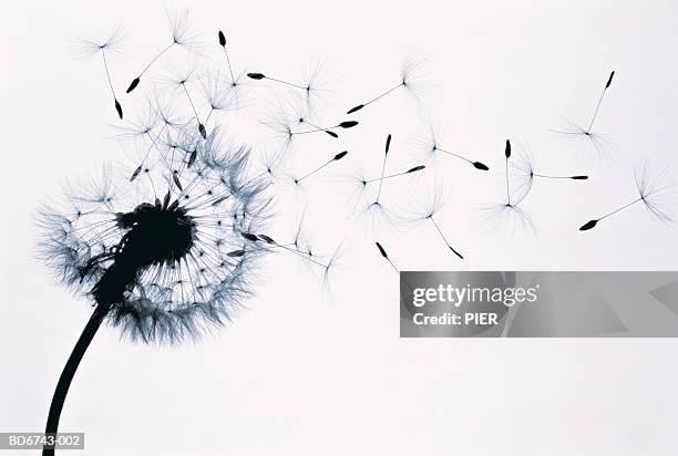 dandelion (taraxacum officinale) seed head blowing in wind (b&w) - loslassen aktivitäten und sport stock-fotos und bilder