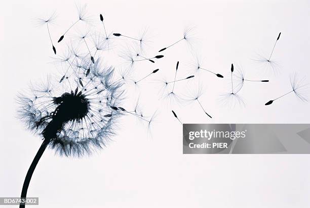 dandelion (taraxacum officinale) seed head blowing in wind (b&w) - dandelion blowing stock pictures, royalty-free photos & images