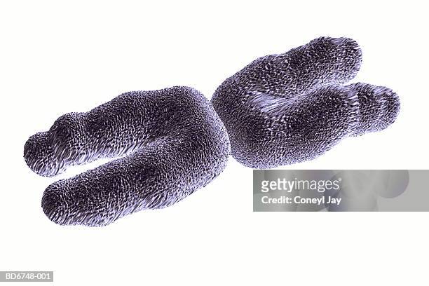 single human chromosome, close-up (digital) - 染色体 ストックフォトと画像