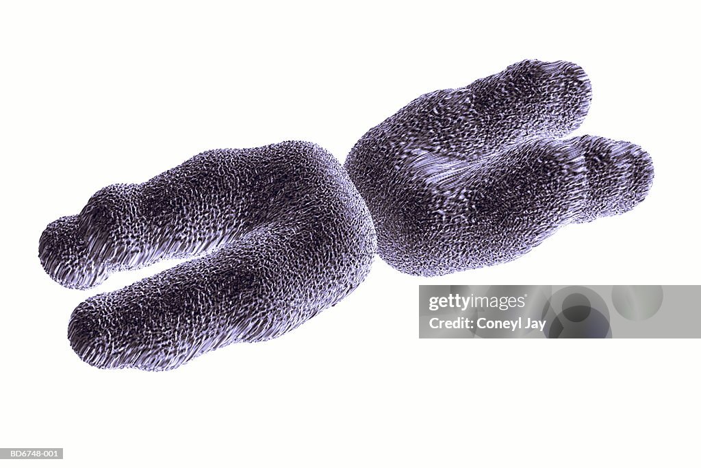 Single human chromosome, close-up (Digital)