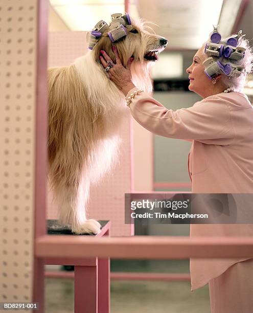 mature woman and dog in poodle parlour - pet owner photos et images de collection