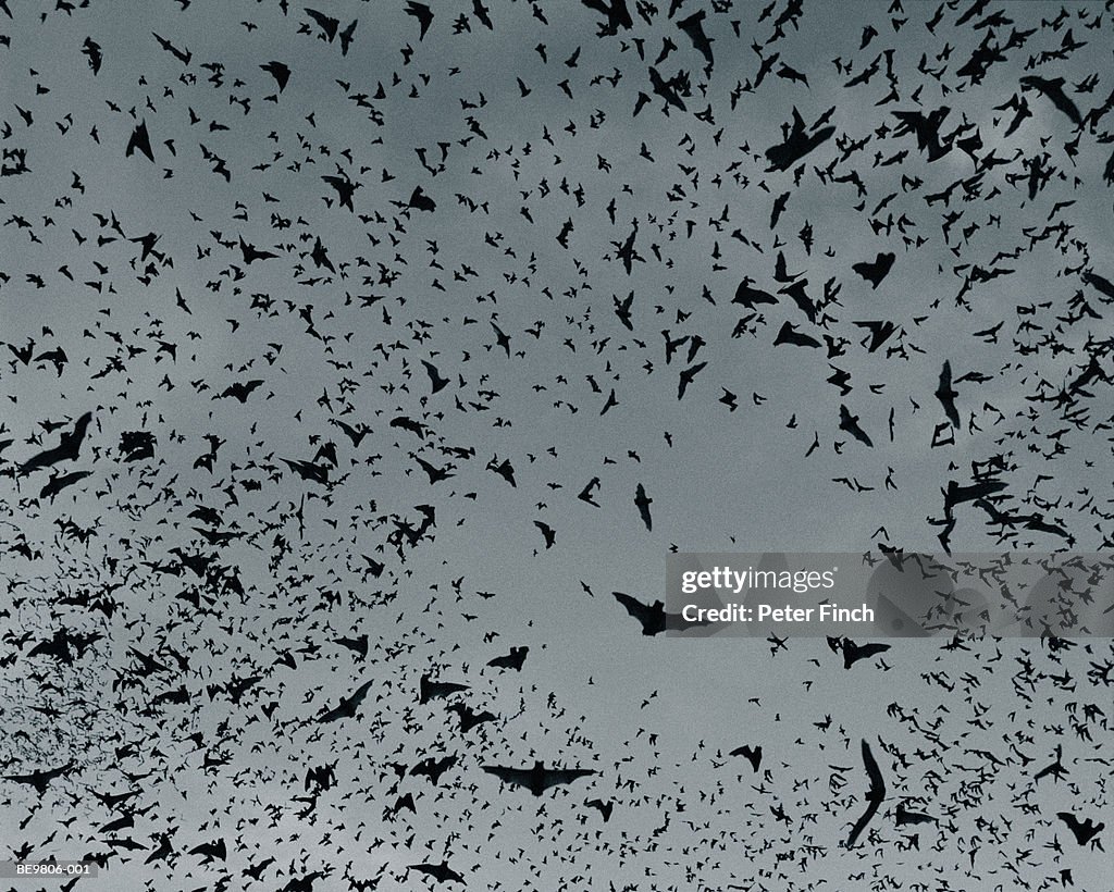 Swarm of bats in flight, view from below (toned B&W, Composite)