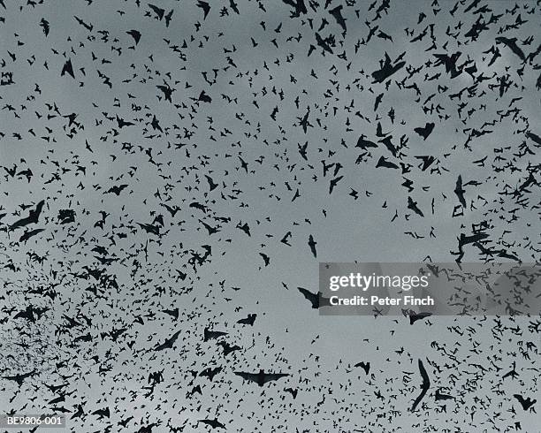 swarm of bats in flight, view from below (toned b&w, composite) - fladdermus bildbanksfoton och bilder