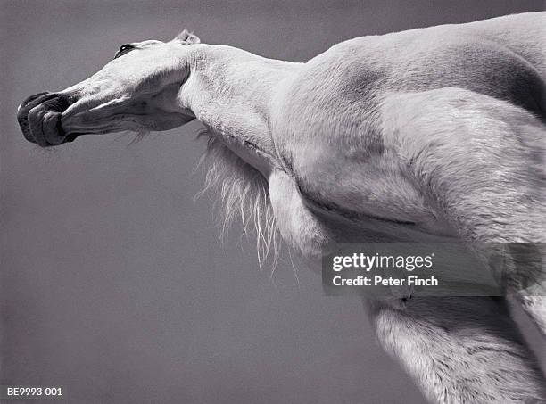 white arabian horse, low angle view (toned b&w) - arabian horse stock pictures, royalty-free photos & images