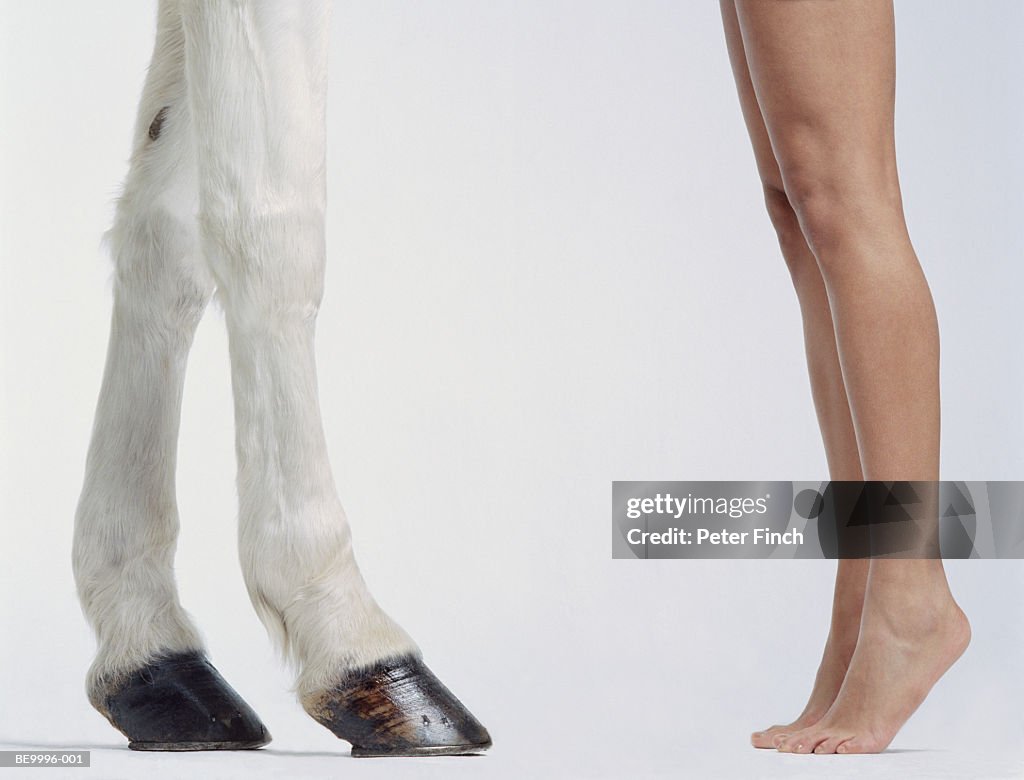 White Andalucian horse with woman on tiptoe, low section