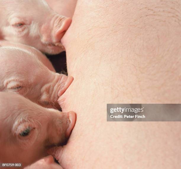 sow (sus sp.) lying on side, close-up of piglets suckling teats - sow pig stock pictures, royalty-free photos & images