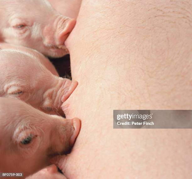 sow (sus sp.) lying on side, close-up of piglets suckling teats - suckling stock pictures, royalty-free photos & images