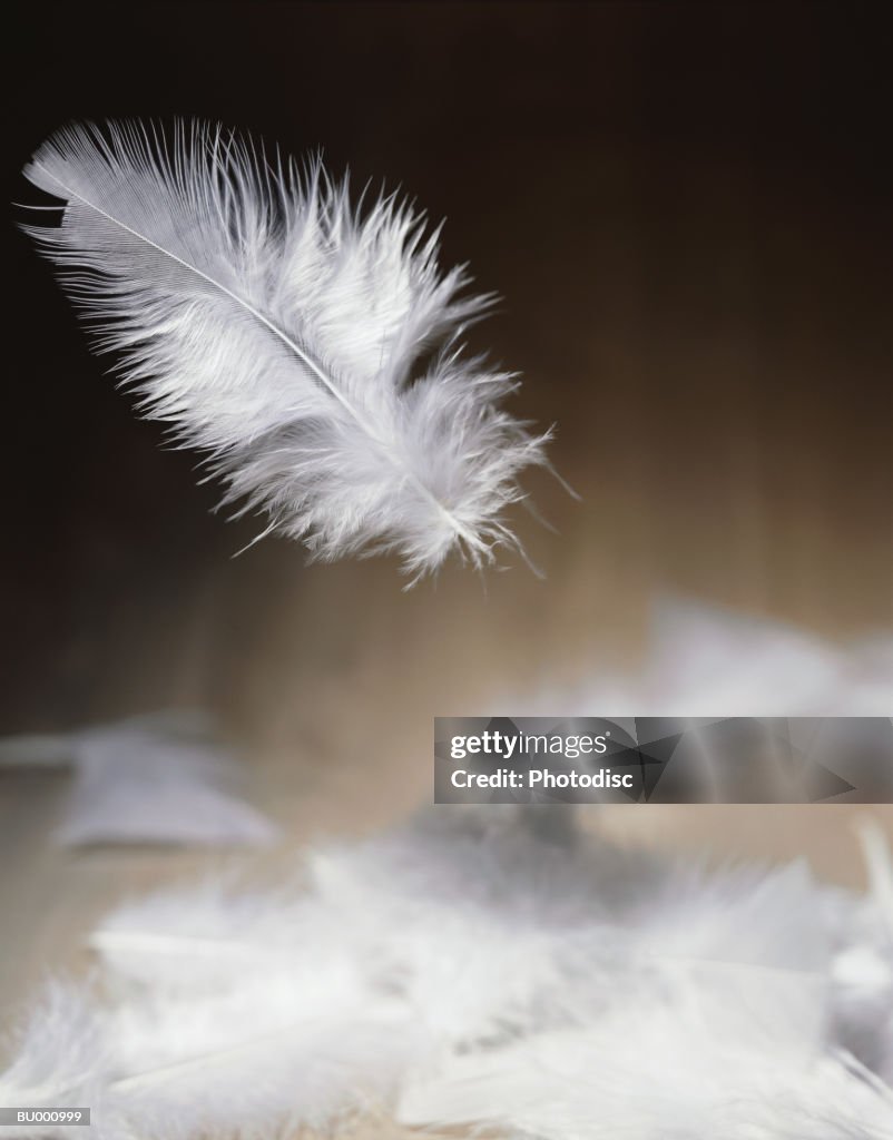 Falling Feathers