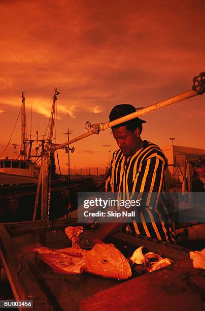 gutting a fish - ausnehmen stock-fotos und bilder