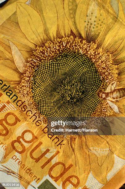 sunflower design on a guilder - hymenopteran insect stock pictures, royalty-free photos & images